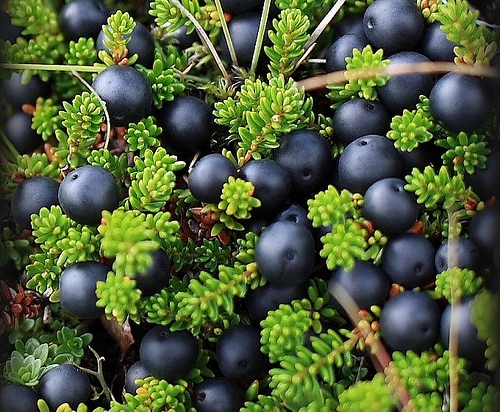 Kvennaflokkur í Vindáshlíð 2015